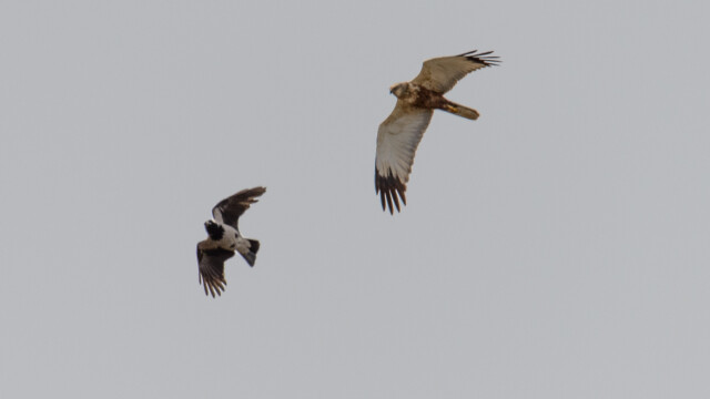 Brun kärrhök och kråka Brun kärrhök och kråka