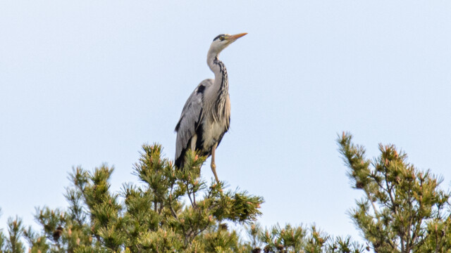 Gråhäger Gråhäger