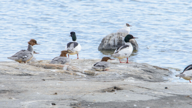 Gråsgås, storskrake och skrattmås Gråsgås, storskrake och skrattmås