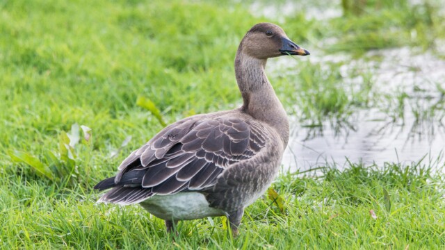Tundrasädgås Tundrasädgås