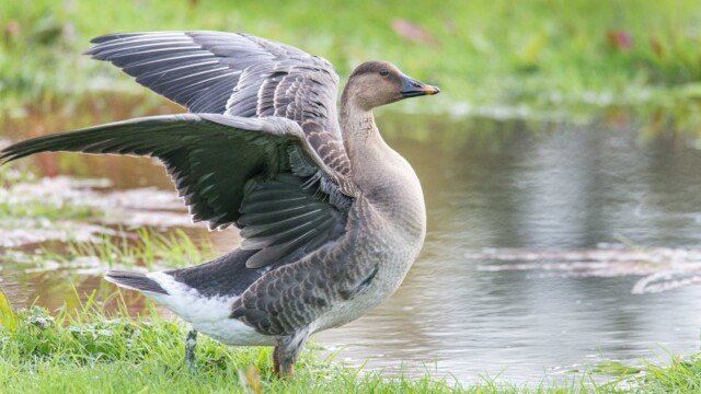 Tundrasädgås Tundrasädgås