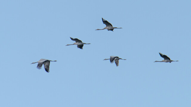 Tranor flyger söderut