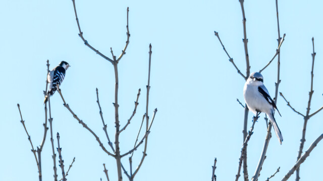 Mindre hackspett och varfågel
