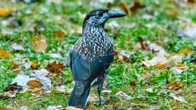 Smalnäbbad nötkråka