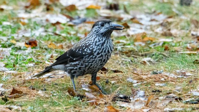 Smalnäbbad nötkråka