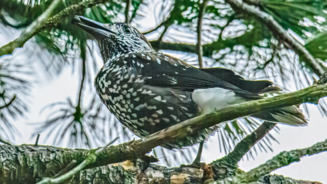 Smalnäbbad nötkråka