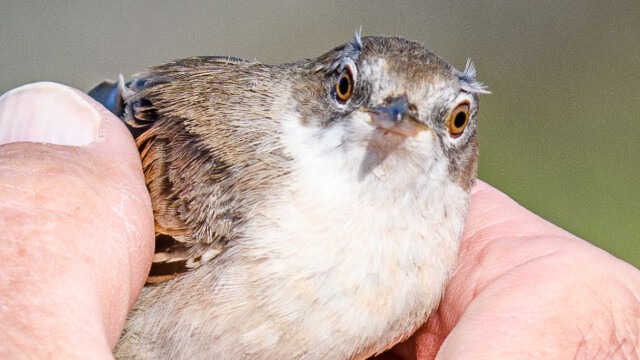 Ringmärkning av törnsångare