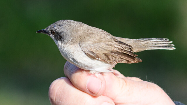 Ringmärkning av ärtsångare